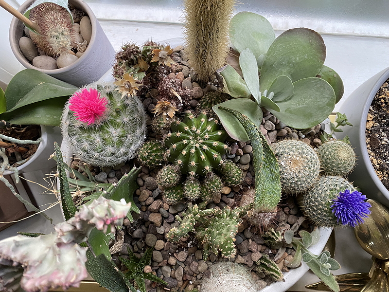A variety of cacti and succulents arranged in a decorative pot with pebbles, featuring colorful blooms on some of the cacti.