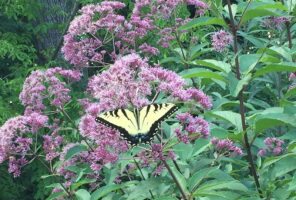 A yellow and black butterfly perched on clusters of pink flowers with green leaves in the background.