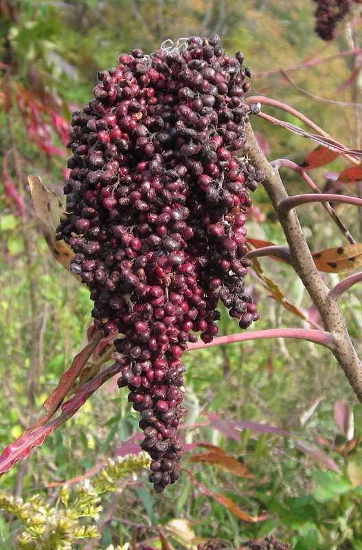Close-up of a cluster of dark purple and black seed pods hanging from a plant, surrounded by green foliage.