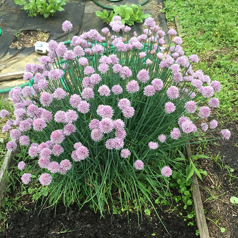 A lush cluster of chives with pink flowers growing in a garden bed, surrounded by green grass and leafy plants in the background.