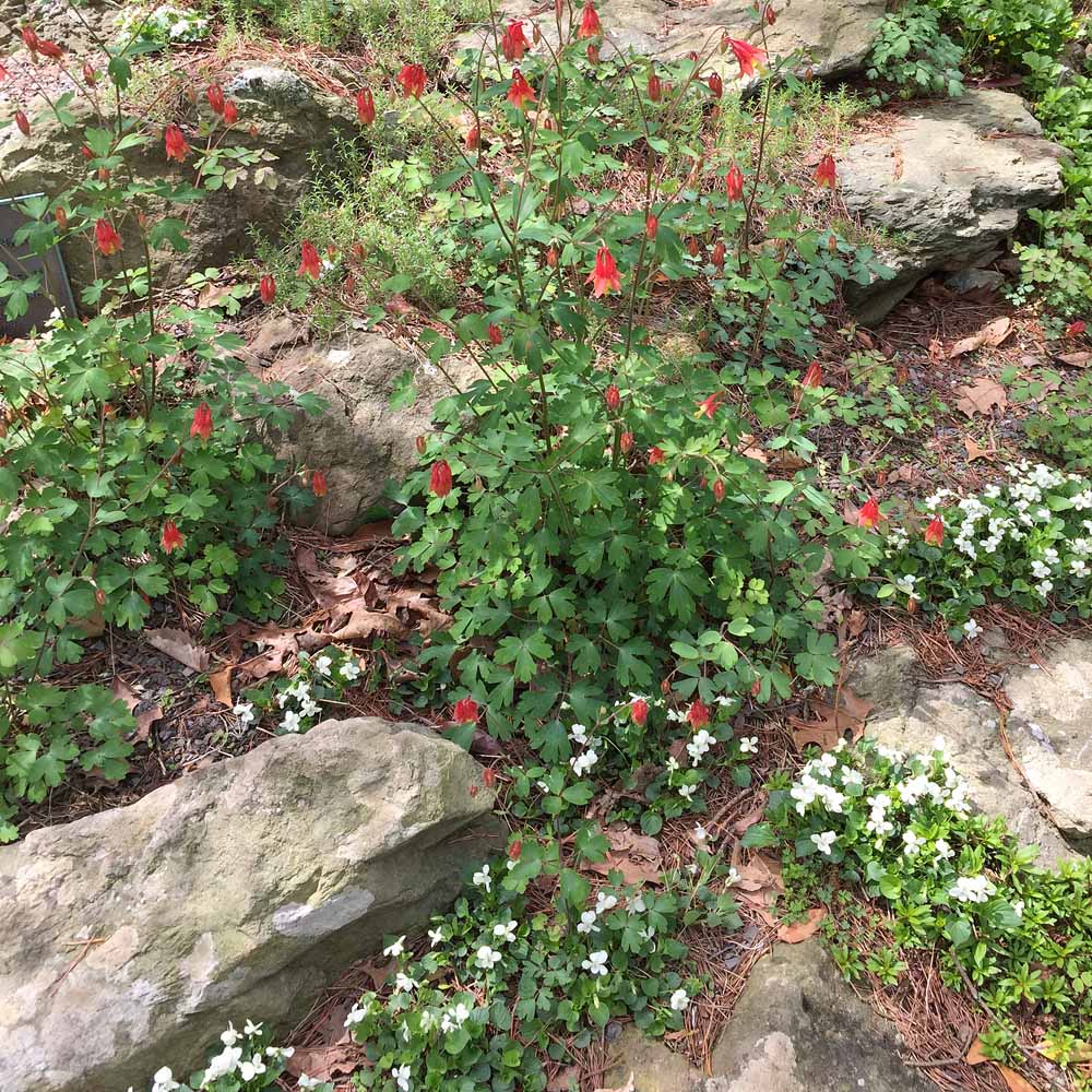 Aquilegia canadensis and white viola at the National Arbotretum in April.