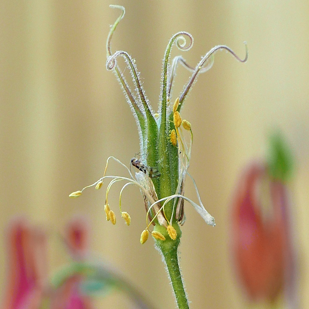The simple pistils of Aquilegia canadensis (wild columbine) have a superior ovary, exserted style, and stigma. Fused staminodes persist after stamens abcise, falling away as follicles expand.