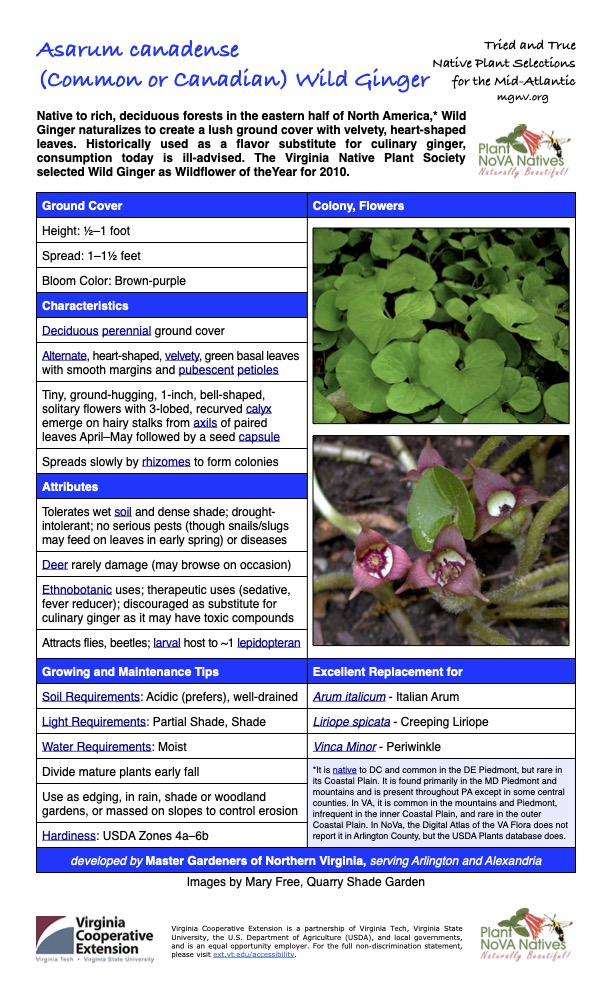 Informational guide about Asarum canadense (Common or Canadian Wild Ginger), detailing its characteristics, growth requirements, and uses in native plant gardening.Asarum canadense
(Common or Canadian) Wild Ginger for the Mid-Atlantic
Native to rich, deciduous forests in the eastern half of North America,* Wild Ginger naturalizes to create a lush ground cover with velvety, heart-shaped leaves. Historically used as a flavor substitute for culinary ginger, consumption today is ill-advised. The Virginia Native Plant Society selected Wild Ginger as Wildflower of theYear for 2010.
Tried and True
Native Plant Selections
mgnv.org
Ground Cover Colony, Flowers
Height: 1⁄2–1 foot
Spread: 1–11⁄2 feet
Bloom Color: Brown-purple
Characteristics
Deciduous perennial ground cover
Alternate, heart-shaped, velvety, green basal leaves with smooth margins and pubescent petioles
Tiny, ground-hugging, 1-inch, bell-shaped, solitary flowers with 3-lobed, recurved calyx emerge on hairy stalks from axils of paired leaves April–May followed by a seed capsule
Spreads slowly by rhizomes to form colonies
Attributes
Tolerates wet soil and dense shade; drought- intolerant; no serious pests (though snails/slugs may feed on leaves in early spring) or diseases
Deer rarely damage (may browse on occasion)
Ethnobotanic uses; therapeutic uses (sedative, fever reducer); discouraged as substitute for culinary ginger as it may have toxic compounds
Attracts flies, beetles; larval host to ~1 lepidopteran
Growing and Maintenance Tips
Excellent Replacement for
Soil Requirements: Acidic (prefers), well-drained
Arum italicum - Italian Arum
Light Requirements: Partial Shade, Shade
Liriope spicata - Creeping Liriope
Water Requirements: Moist
Vinca Minor - Periwinkle
Divide mature plants early fall
*It is native to DC and common in the DE Piedmont, but rare in its Coastal Plain. It is found primarily in the MD Piedmont and mountains and is present throughout PA except in some central counties. In VA, it is common in the mountains and Piedmont, infrequent in the inner Coastal Plain, and rare in the outer Coastal Plain. In NoVa, the Digital Atlas of the VA Flora does not report it in Arlington County, but the USDA Plants database does.
Use as edging, in rain, shade or woodland gardens, or massed on slopes to control erosion
Hardiness: USDA Zones 4a–6b
developed by Master Gardeners of Northern Virginia, serving Arlington and Alexandria
Images by Mary Free, Quarry Shade Garden