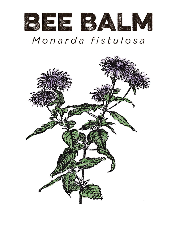 Illustration of bee balm (Monarda fistulosa) with purple flowers and green leaves.
