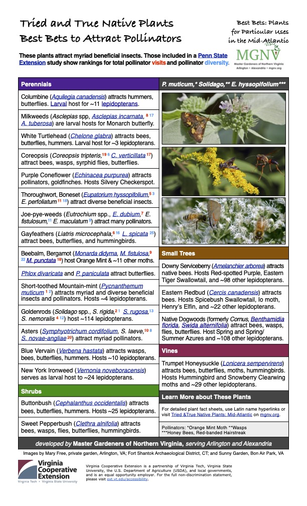 A informational poster featuring a list of native plants to attract pollinators, including perennials, small trees, shrubs, and vines, with details on which insects they attract.