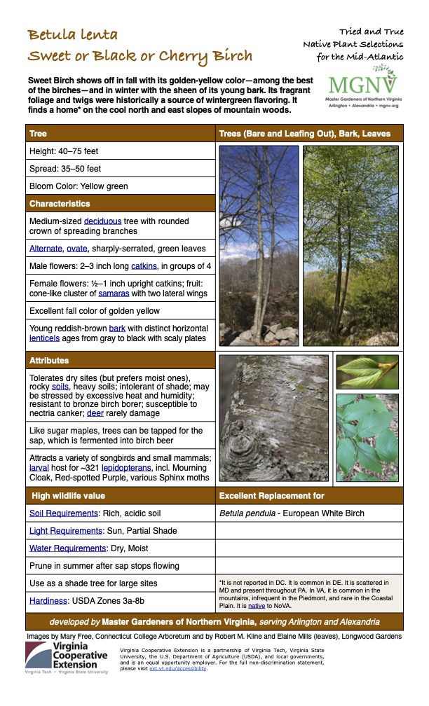 Betula lenta Tried and True Native Plant Selections Sweet or Black or Cherry Birch for the Mid-Atlantic Sweet Birch shows off in fall with its golden-yellow color—among the best of the birches—and in winter with the sheen of its young bark. Its fragrant foliage and twigs were historically a source of wintergreen flavoring. It finds a home* on the cool north and east slopes of mountain woods. Tree Trees (Bare and Leafing Out), Bark, Leaves Height: 40–75 feet Spread: 35–50 feet Bloom Color: Yellow green Characteristics Medium-sized deciduous tree with rounded crown of spreading branches Alternate, ovate, sharply-serrated, green leaves Male flowers: 2–3 inch long catkins, in groups of 4 Female flowers: 1⁄2–1 inch upright catkins; fruit: cone-like cluster of samaras with two lateral wings Excellent fall color of golden yellow Young reddish-brown bark with distinct horizontal lenticels ages from gray to black with scaly plates Attributes Tolerates dry sites (but prefers moist ones), rocky soils, heavy soils; intolerant of shade; may be stressed by excessive heat and humidity; resistant to bronze birch borer; susceptible to nectria canker; deer rarely damage Like sugar maples, trees can be tapped for the sap, which is fermented into birch beer Attracts a variety of songbirds and small mammals; larval host for ~321 lepidopterans, incl. Mourning Cloak, Red-spotted Purple, various Sphinx moths High wildlife value Soil Requirements: Rich, acidic soil Excellent Replacement for Betula pendula - European White Birch Light Requirements: Sun, Partial Shade Water Requirements: Dry, Moist Prune in summer after sap stops flowing Use as a shade tree for large sites *It is not reported in DC. It is common in DE. It is scattered in MD and present throughout PA. In VA, it is common in the mountains, infrequent in the Piedmont, and rare in the Coastal Plain. It is native to NoVA. Hardiness: USDA Zones 3a-8b developed by Master Gardeners of Northern Virginia, serving Arlington and Alexandria Images by Mary Free, Connecticut College Arboretum and by Robert M. Kline and Elaine Mills (leaves), Longwood Gardens