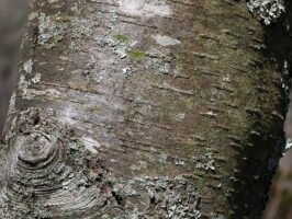Close-up of Betula lenta (Sweet or Black or Cherry Birch) bark in April. Photo © Mary Free, 2018-04-14, Connecticut College Arboretum, New London, CT.