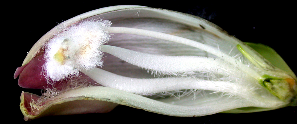 A longitudinal section of Chelone glabra (white turtulehead) showing four pubescent fertile stamens and a much reduced green staminode (far right). Photo © Gilles Ayotte, Kalos, Bibliothèque de l’Université Laval CC BY-SA 4.0
