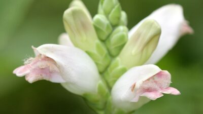 The hooded upper lip of Chelone glabra partially hides the white beard on its lower lip. Photo © R. A. Nonenmacher CC BY 4.0