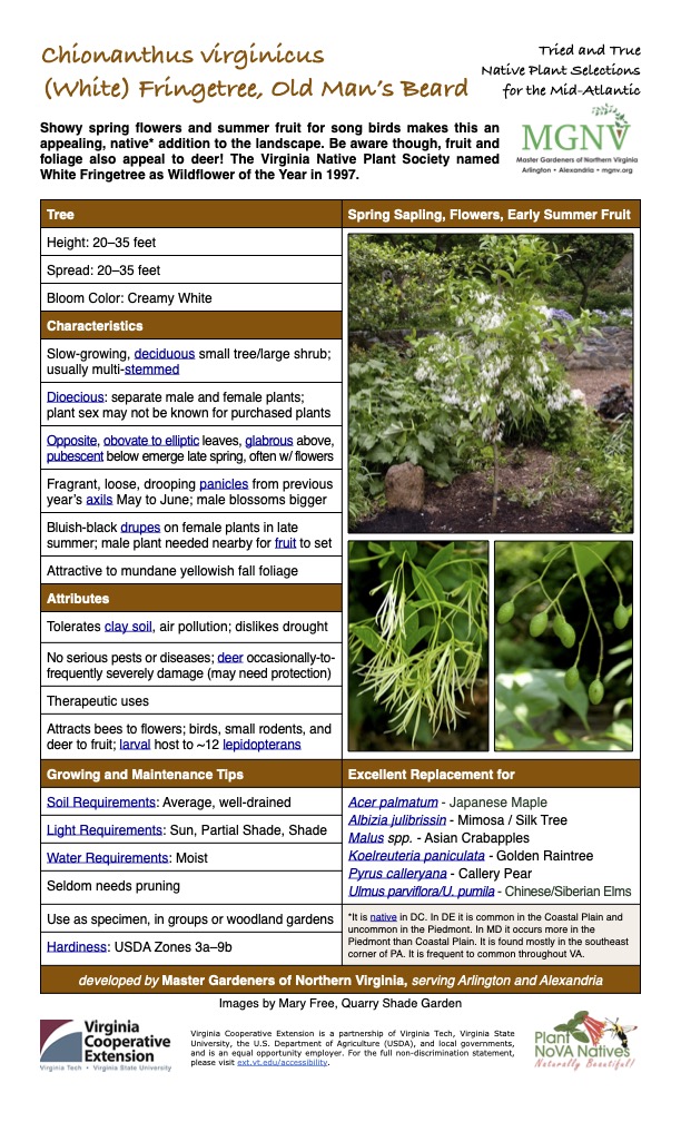 Chionanthus virginicus (White) Fringetree, Old Man’s Beard Tried and True Native Plant Selections for the Mid-Atlantic Showy spring flowers and summer fruit for song birds makes this an appealing, native* addition to the landscape. Be aware though, fruit and foliage also appeal to deer! The Virginia Native Plant Society named White Fringetree as Wildflower of the Year in 1997. Tree Spring Sapling, Flowers, Early Summer Fruit Height: 20–35 feet Spread: 20–35 feet Bloom Color: Creamy White Characteristics Slow-growing, deciduous small tree/large shrub; usually multi-stemmed Dioecious: separate male and female plants; plant sex may not be known for purchased plants Opposite, obovate to elliptic leaves, glabrous above, pubescent below emerge late spring, often w/ flowers Fragrant, loose, drooping panicles from previous year’s axils May to June; male blossoms bigger Bluish-black drupes on female plants in late summer; male plant needed nearby for fruit to set Attractive to mundane yellowish fall foliage Attributes Tolerates clay soil, air pollution; dislikes drought No serious pests or diseases; deer occasionally-to- frequently severely damage (may need protection) Therapeutic uses Attracts bees to flowers; birds, small rodents, and deer to fruit; larval host to ~12 lepidopterans Growing and Maintenance Tips Excellent Replacement for Soil Requirements: Average, well-drained Acer palmatum - Japanese Maple Albizia julibrissin - Mimosa / Silk Tree Malus spp. - Asian Crabapples Koelreuteria paniculata - Golden Raintree Pyrus calleryana - Callery Pear Ulmus parviflora/U. pumila - Chinese/Siberian Elms Light Requirements: Sun, Partial Shade, Shade Water Requirements: Moist Seldom needs pruning Use as specimen, in groups or woodland gardens *It is native in DC. In DE it is common in the Coastal Plain and uncommon in the Piedmont. In MD it occurs more in the Piedmont than Coastal Plain. It is found mostly in the southeast corner of PA. It is frequent to common throughout VA. Hardiness: USDA Zones 3a–9b developed by Master Gardeners of Northern Virginia, serving Arlington and Alexandria Images by Mary Free, Quarry Shade Garden
