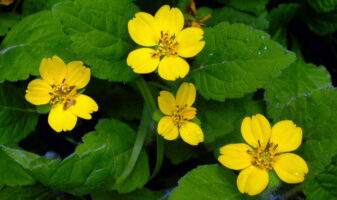 Chrysogonum virginianum (Green-and-Gold) flowers in May.