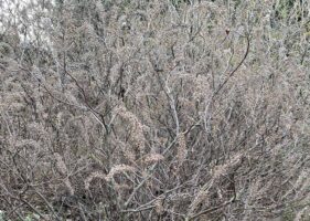 Clethra alnifolia (sweet pepperbush) fruit capsules in February.