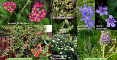 Collage of native red, white, and blue flowers for Independence Day.