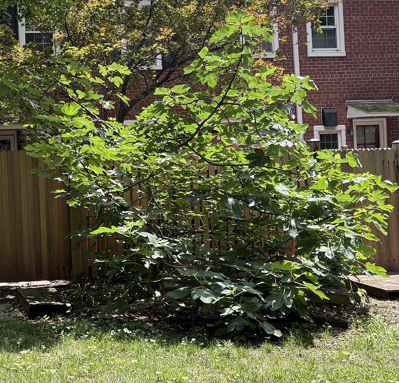 A green fig tree surrounded by grass in a backyard, with a wooden fence and a brick house in the background.