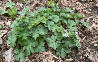 Geranium maculatum (Wild Geranium) clump in March.