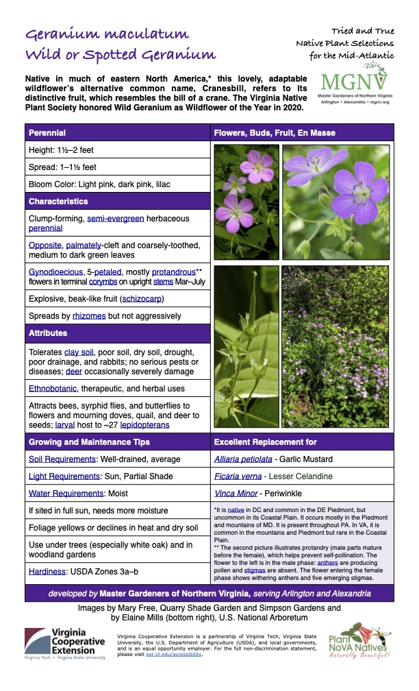 Geranium maculatum
Tried and True Native Plant Selections Wild or Spotted Geranium for the Mid-Atlantic
Native in much of eastern North America,* this lovely, adaptable wildflower’s alternative common name, Cranesbill, refers to its distinctive fruit, which resembles the bill of a crane. The Virginia Native Plant Society honored Wild Geranium as Wildflower of the Year in 2020.
Perennial Flowers, Buds, Fruit, En Masse
Height: 11⁄2–2 feet
Spread: 1–11⁄2 feet
Bloom Color: Light pink, dark pink, lilac
Characteristics
Clump-forming, semi-evergreen herbaceous perennial
Opposite, palmately-cleft and coarsely-toothed, medium to dark green leaves
Gynodioecious, 5-petaled, mostly protandrous** flowers in terminal corymbs on upright stems Mar–July
Explosive, beak-like fruit (schizocarp)
Spreads by rhizomes but not aggressively
Attributes
Tolerates clay soil, poor soil, dry soil, drought, poor drainage, and rabbits; no serious pests or diseases; deer occasionally severely damage
Ethnobotanic, therapeutic, and herbal uses
Attracts bees, syrphid flies, and butterflies to flowers and mourning doves, quail, and deer to seeds; larval host to ~27 lepidopterans
Growing and Maintenance Tips
Soil Requirements: Well-drained, average
Excellent Replacement for
Alliaria petiolata - Garlic Mustard
Light Requirements: Sun, Partial Shade
Ficaria verna - Lesser Celandine
Water Requirements: Moist
If sited in full sun, needs more moisture
Vinca Minor - Periwinkle
*It is native in DC and common in the DE Piedmont, but uncommon in its Coastal Plain. It occurs mostly in the Piedmont and mountains of MD. It is present throughout PA. In VA, it is common in the mountains and Piedmont but rare in the Coastal Plain.
** The second picture illustrates protandry (male parts mature before the female), which helps prevent self-pollination. The flower to the left is in the male phase: anthers are producing pollen and stigmas are absent. The flower entering the female phase shows withering anthers and five emerging stigmas.
Foliage yellows or declines in heat and dry soil
Use under trees (especially white oak) and in woodland gardens
Hardiness: USDA Zones 3a–b
developed by Master Gardeners of Northern Virginia, serving Arlington and Alexandria
Images by Mary Free, Quarry Shade Garden and Simpson Gardens and by Elaine Mills (bottom right), U.S. National Arboretum