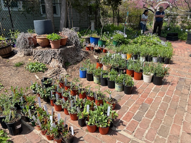 A garden area with numerous potted plants arranged on a brick path, including various flowers and herbs. Two people are seen in the background examining the plants.