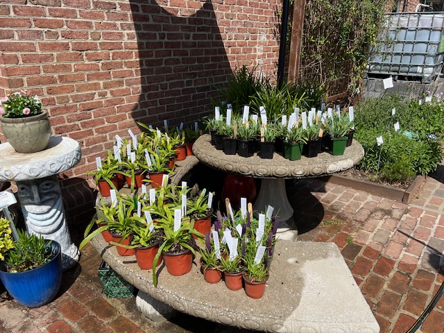 A variety of potted plants displayed on a stone table and nearby surfaces, with labels attached to each pot, set against a brick wall.