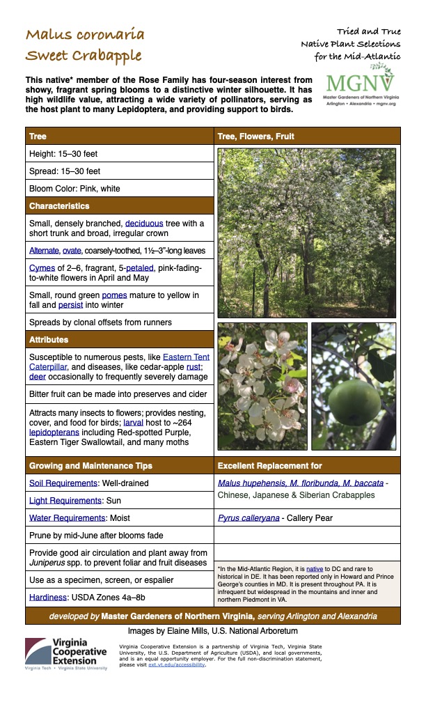 https://mgnv.mai-cloud.net/wp-content/uploads/2026/02/Malus_coronaria.2026.pdf
