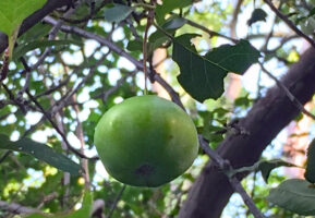 Unripe pome of Malus coronaria (sweet crabapple) in July