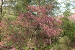 Malus coronaria (sweet crabapple) tree in flower in April