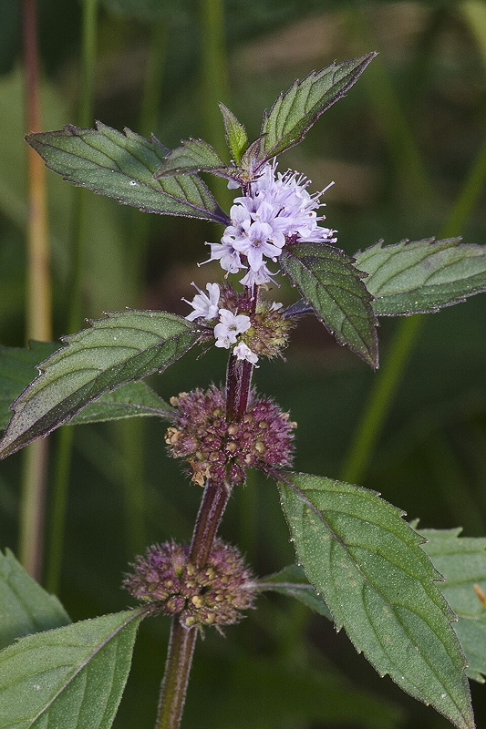 A close-up view of a flowering mint plant with purple and white blossoms, surrounded by green leaves.