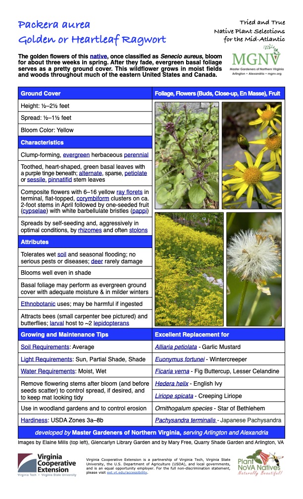 Packera aurea Golden or Heartleaf Ragwort Tried and True Native Plant Selections for the Mid-Atlantic The golden flowers of this native, once classified as Senecio aureus, bloom for about three weeks in spring. After they fade, evergreen basal foliage serves as a pretty ground cover. This wildflower grows in moist fields and woods throughout much of the eastern United States and Canada. Ground Cover Foliage, Flowers (Buds, Close-up, En Masse), Fruit Height: 1⁄2–21⁄2 feet Spread: 1⁄2–11⁄2 feet Bloom Color: Yellow Characteristics Clump-forming, evergreen herbaceous perennial Toothed, heart-shaped, green basal leaves with a purple tinge beneath; alternate, sparse, petiolate or sessile, pinnatifid stem leaves Composite flowers with 6–16 yellow ray florets in terminal, flat-topped, corymbiform clusters on ca. 2-foot stems in April followed by one-seeded fruit (cypselae) with white barbellulate bristles (pappi) Spreads by self-seeding and, aggressively in optimal conditions, by rhizomes and often stolons Attributes Tolerates wet soil and seasonal flooding; no serious pests or diseases; deer rarely damage Blooms well even in shade Basal foliage may perform as evergreen ground cover with adequate moisture & in milder winters Ethnobotanic uses; may be harmful if ingested Attracts bees (small carpenter bee pictured) and butterflies; larval host to ~2 lepidopterans Growing and Maintenance Tips Soil Requirements: Average Light Requirements: Sun, Partial Shade, Shade Excellent Replacement for Alliaria petiolata - Garlic Mustard Euonymus fortunei - Wintercreeper Water Requirements: Moist, Wet Ficaria verna - Fig Buttercup, Lesser Celandine Remove flowering stems after bloom (and before seeds scatter) to control spread, if desired, and to keep mat looking tidy Hedera helix - English Ivy Liriope spicata - Creeping Liriope Use in woodland gardens and to control erosion Hardiness: USDA Zones 3a–8b Ornithogalum species - Star of Bethlehem Pachysandra terminalis - Japanese Pachysandra developed by Master Gardeners of Northern Virginia, serving Arlington and Alexandria Images by Elaine Mills (top left), Glencarlyn Library Garden and by Mary Free, Quarry Shade Garden and Arlington, VA