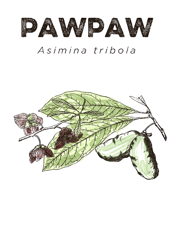 Illustration of pawpaw plant, featuring leaves, flowers, and fruits labeled with the name 'Pawpaw' and scientific name 'Asimina tribola'.