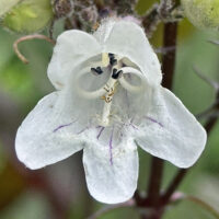 Close-up of four fertile stamens with white filaments and black anthers and an apically pubescent white staminode in a white Penstemon digitalis (foxglove beard-tongue) flower with purple-lined accent in May.