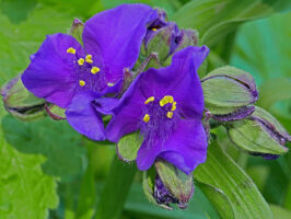 Segmented, long, dense hairs form the beards on the filaments of this purple Tradescantia virginiana (Virginia spiderwort) flower.