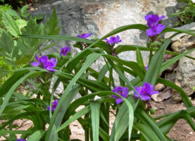 The narrow, linear, arching leaves of Tradescantia virginiana (Spiderwort) can conjure up a crouching spider, hence its common name.