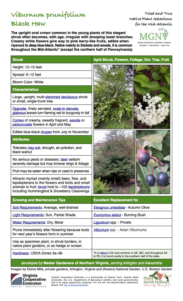 Viburnum prunifolium Black Haw Tried and True Native Plant Selections for the Mid-Atlantic The upright oval crown common in the young plants of this elegant shrub often becomes, with age, irregular with drooping lower branches. Creamy white flowers give way to pink berry-like fruits, edible when ripened to deep blue-black. Native mainly to thickets and woods, it is common throughout the Mid-Atlantic* (except the northern half of Pennsylvania). Shrub April Shrub, Flowers, Foliage; Oct. Tree, Fruit Height: 12–15 feet Spread: 6–12 feet Bloom Color: White Characteristics Large, upright, multi-stemmed deciduous shrub or small, single-trunk tree Opposite, finely serrated, ovate to obovate, glabrous leaves turn flaming red to burgundy in fall Cymes of creamy, sweetly fragrant, sessile or pedunculate flowers in April and May Edible blue-black drupes from July to November Attributes Tolerates clay soil, drought, air pollution, and black walnut No serious pests or diseases; deer seldom severely damage but may browse twigs & foliage Fruit may be eaten when ripe or used in preserves Attracts myriad (mainly small) bees, flies, and lepidopterans to the flowers and birds and small animals to fruit; larval host to ~102 lepidopterans including Hummingbird & Snowberry Clearwings Growing and Maintenance Tips Soil Requirements: Average, well-drained Light Requirements: Sun, Partial Shade Excellent Replacement for Eleagnus umbellata - Autumn Olive Euonymus alatus - Burning Bush Water Requirements: Dry, Moist Ligustrum spp. - Privets Prune immediately after flowering because buds for next year’s flowers form in summer Viburnum spp. - Asian Viburnums Use as specimen plant, in shrub borders, in native plant gardens, or as hedge or screen Hardiness: USDA Zones 3a–9b *It is native in DC and common in DE, MD, and throughout VA. In PA, it is found mostly in the southern half of the state. developed by Master Gardeners of Northern Virginia, serving Arlington and Alexandria Images by Elaine Mills, private gardens, Arlington, Virginia and (flowers) National Garden, U.S. Botanic Garden