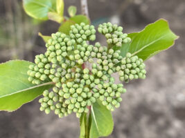 Viburnum prunifolium (Black Haw) flower buds in early April.