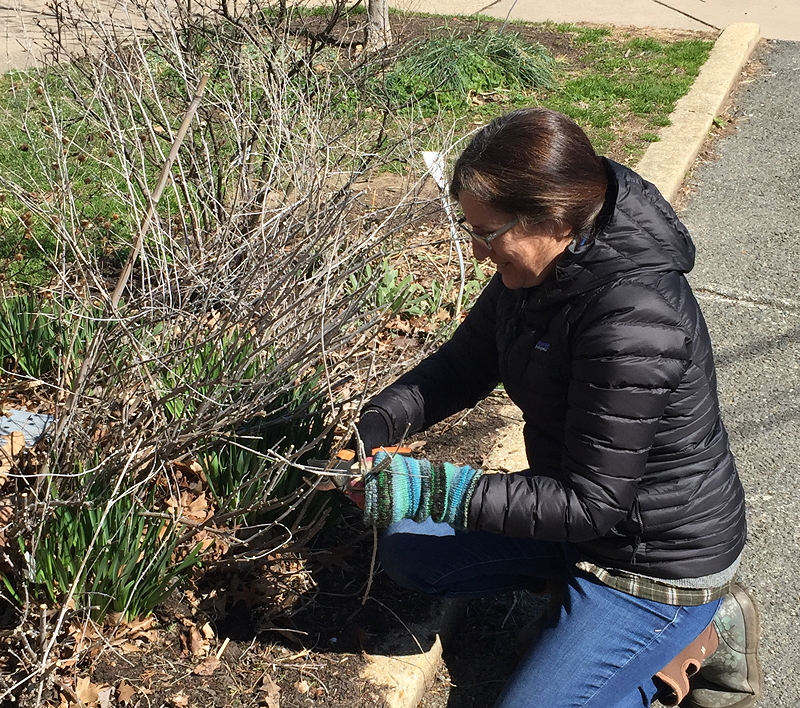A woman wearing a black puffer jacket and gardening gloves is kneeling beside a bush, using pruning shears to trim branches in a garden setting.