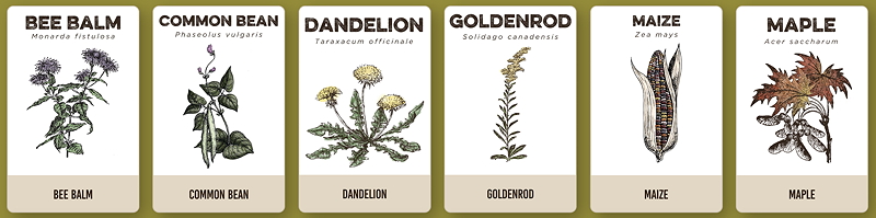 Native plant cards from Natifs