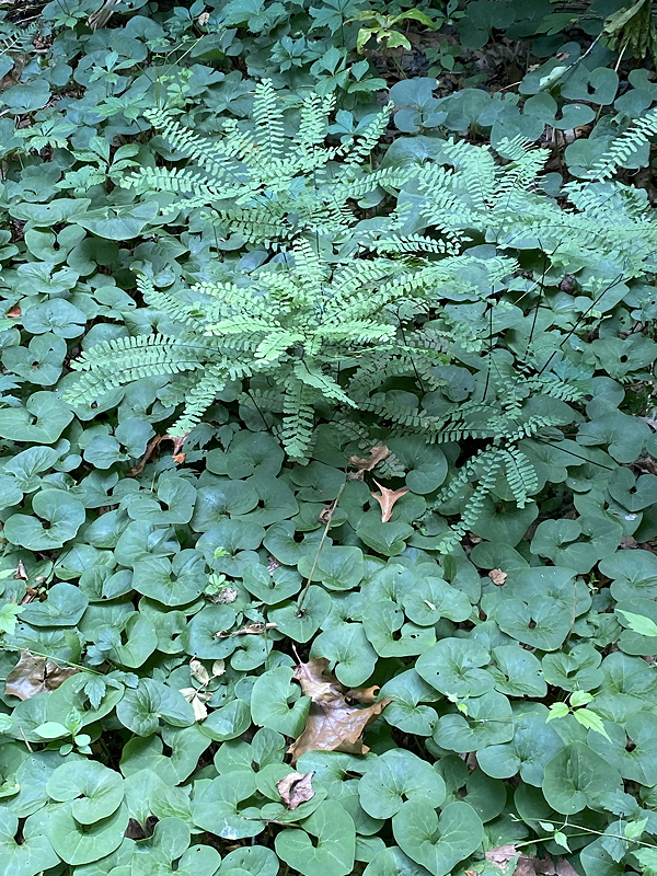 Lush green ground cover with heart-shaped leaves and ferns growing in a forest setting.