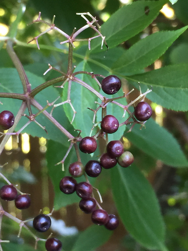 Close-up of a cluster of dark purple berries surrounded by green leaves.