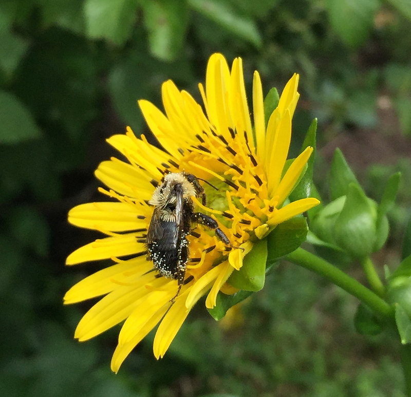 A bee collecting pollen from a bright yellow flower,