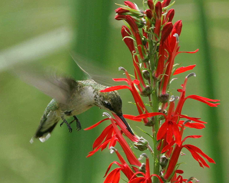 Ruby-Throated Hummingbird sipping nectar from Cardinal Flower