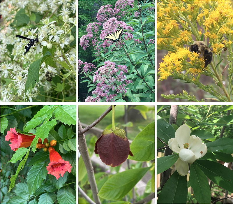 A composite image of various flowering plants with pollinators