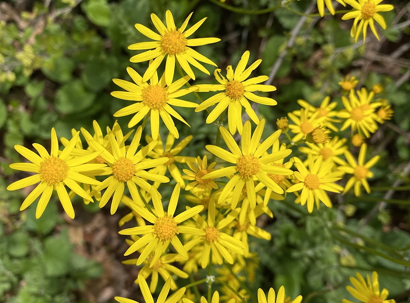 A cluster of bright yellow wildflowers featuring long, slender petals and central disks, set against a green foliage background.