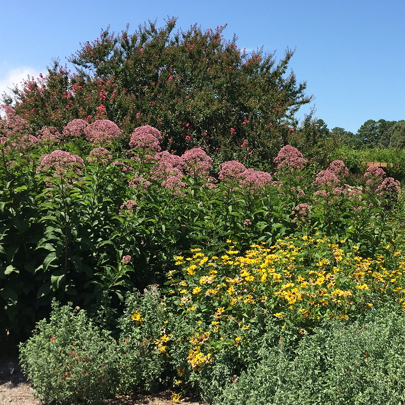 A vibrant garden featuring clusters of pink flowers in the foreground, with yellow blossoms and lush green foliage beneath a clear blue sky.
