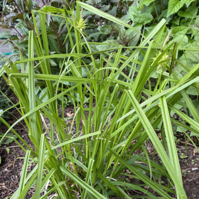 Carex grayi (Gray’s sedge) displays a tufted growth habit in a residential border in June.