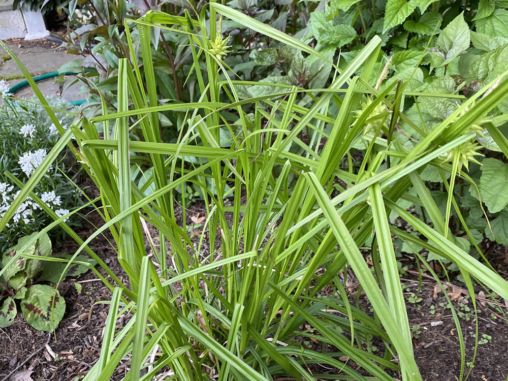 Carex grayi (Gray’s sedge) displays a tufted growth habit in a residential border in June.
