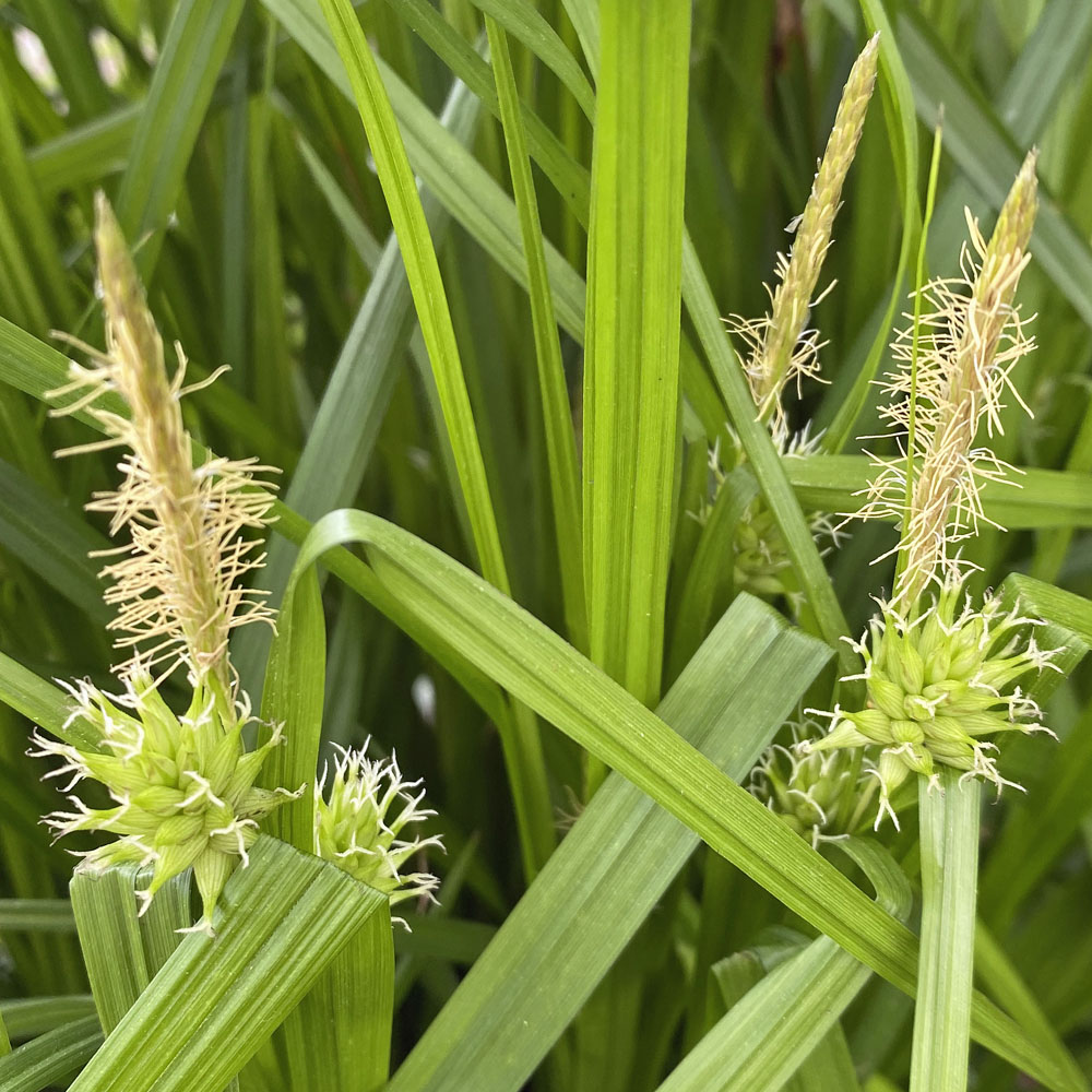 Carex grayi (Gray’s Sedge) inflorescences—a single staminate spike above 1-2 globular pistillate spikes—in April.