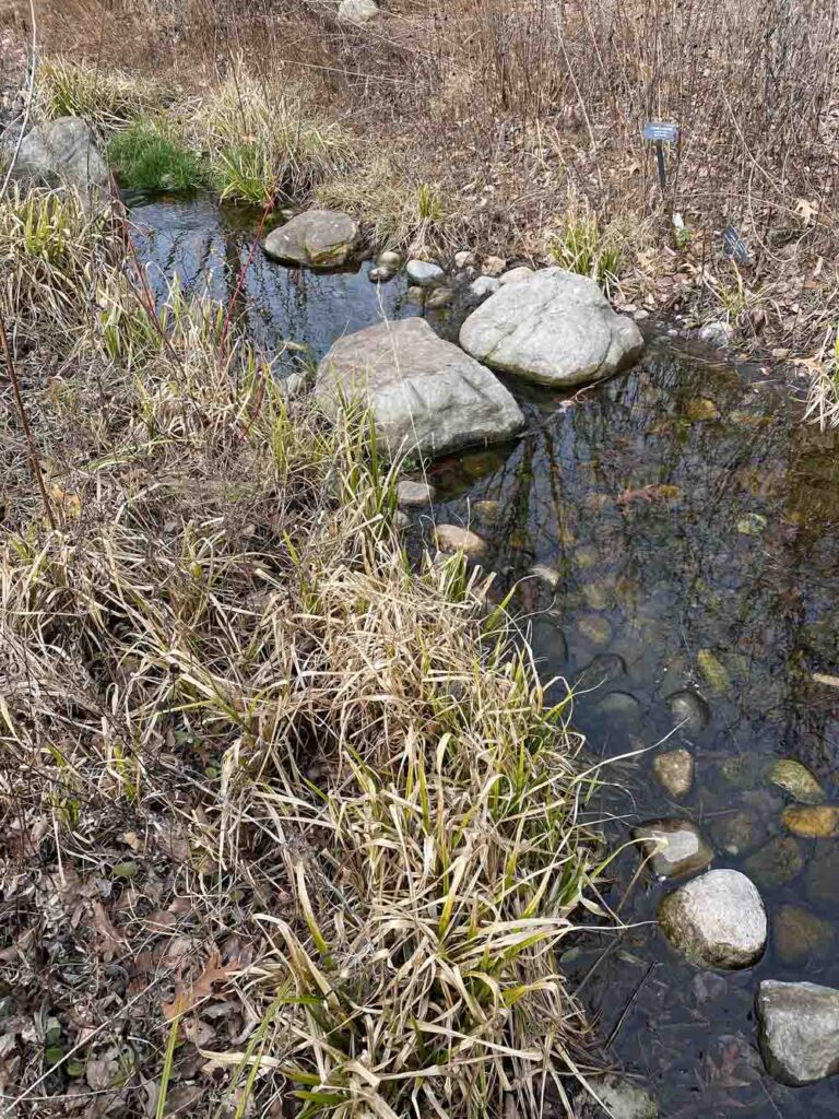 Tufts of Carex grayi (Gray’s Sedge) en masse at the National Garden, U. S. Botanic Garden in February.