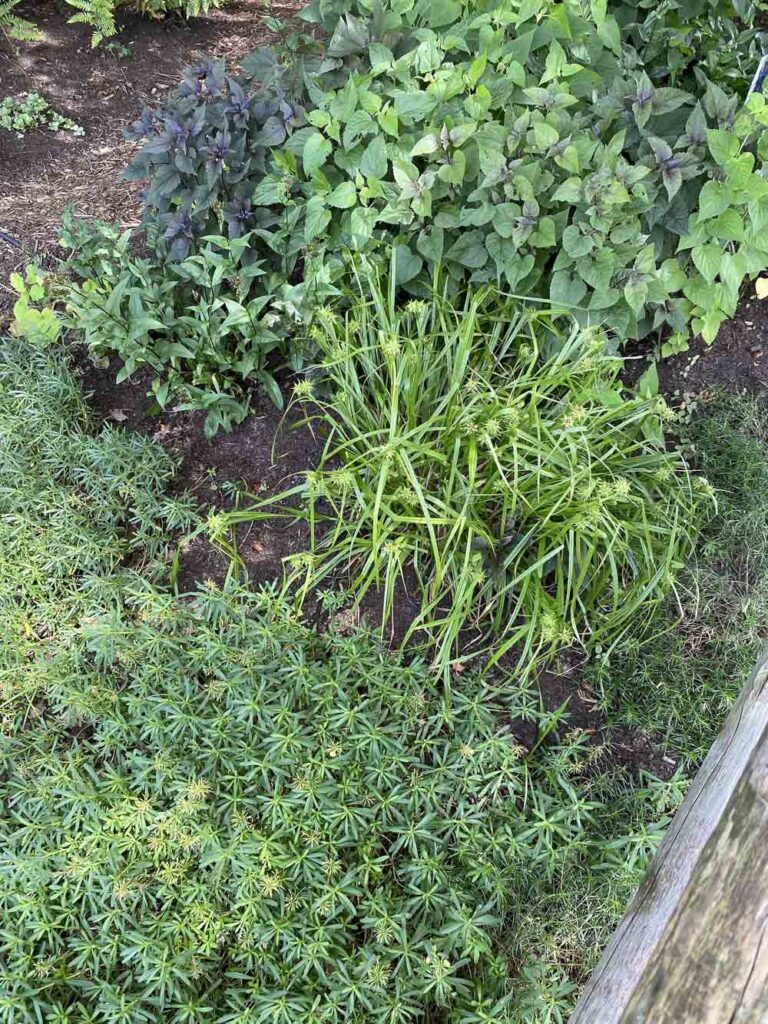 Carex grayi (Gray’s Sedge) in a residential garden in Arlington, Virginia, in June.