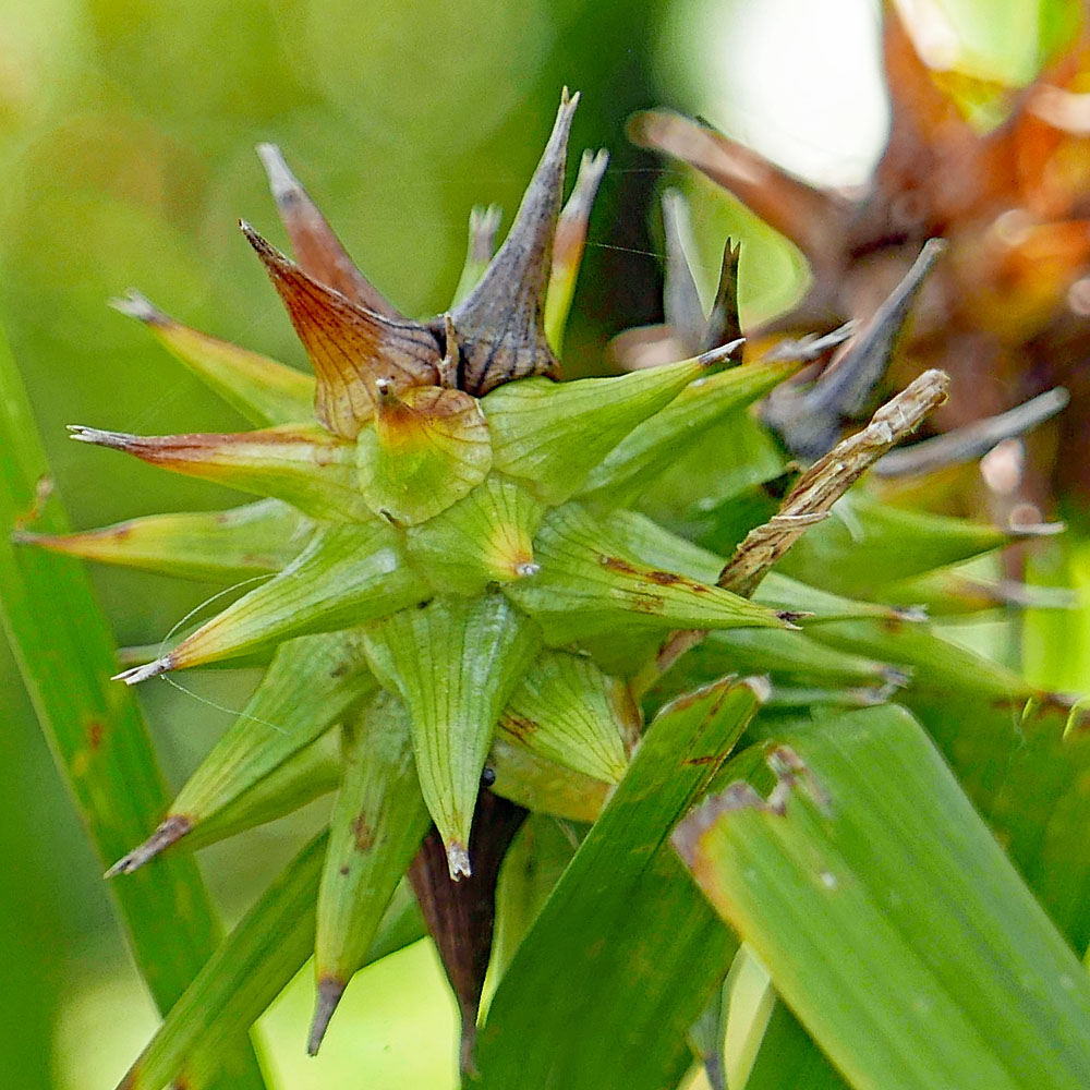 Perigynia of Carex grayi (Gray's sedge) in October.