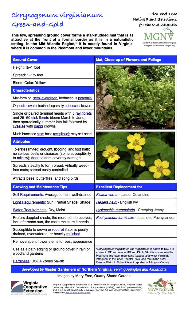 Chrysogonum virginianum Green-and-Gold Tried and True Native Plant Selections for the Mid-Atlantic This low, spreading ground cover forms a star-studded mat that is as attractive at the front of a formal border as it is in a naturalistic setting. In the Mid-Atlantic Region,* it is mostly found in Virginia, where it is common in the Piedmont and lower mountains. Ground Cover Mat, Close-up of Flowers and Foliage Height: 1⁄2–1 foot Spread: 1–11⁄2 feet Bloom Color: Yellow Characteristics Mat-forming, semi-evergreen, herbaceous perennial Opposite, ovate, toothed, sparsely pubescent leaves Single or paired terminal heads with 5 ray florets and 25–50 disk florets bloom March to June, then sporadically summer into fall followed by cyselae with pappi crowns Much-branched stem base (cespitose); may self-seed Attributes Tolerates limited: drought, flooding, and foot traffic; no serious pests or diseases (some susceptibility to mildew); deer seldom severely damage Spreads steadily to form broad, virtually weed- free mats; spread easily controlled Attracts bees, butterflies, and song birds Growing and Maintenance Tips Soil Requirements: Average to rich, well-drained Light Requirements: Sun, Partial Shade, Shade Water Requirements: Dry, Moist Excellent Replacement for Ficaria verna - Lesser Celandine Hedera helix - English Ivy Lysimachia nummularia - Creeping Jenny Prefers dappled shade; the more sun it receives, incl. afternoon sun, the more moisture it needs Susceptible to crown or root rot if soil is poorly drained, overwatered, or heavily mulched Pachysandra terminalis - Japanese Pachysandra Remove spent flower stems for best appearance Use as a path edging or ground cover in rain or woodland gardens *Chrysogonum virginianum var. virginianum is native to DC. It is absent in DE and rare in MD and PA. In VA, it is common in the Piedmont and lower mountains (except southwest Virginia), infrequent in the inner Coastal Plain, and rare in the outer Coastal Plain. In NoVa, it is not reported in Arlington County. Hardiness: USDA Zones 5a–9b developed by Master Gardeners of Northern Virginia, serving Arlington and Alexandria Images by Mary Free, Quarry Shade Garden
