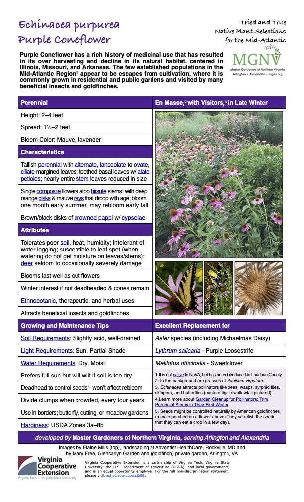 Echinacea purpurea Purple Coneflower Tried and True Native Plant Selections for the Mid-Atlantic Purple Coneflower has a rich history of medicinal use that has resulted in its over harvesting and decline in its natural habitat, centered in Illinois, Missouri, and Arkansas. The few established populations in the Mid-Atlantic Region1 appear to be escapes from cultivation, where it is commonly grown in residential and public gardens and visited by many beneficial insects and goldfinches. Perennial En Masse,2 with Visitors,3 in Late Winter Height: 2–4 feet Spread: 11⁄2–2 feet Bloom Color: Mauve, lavender Characteristics Tallish perennial with alternate, lanceolate to ovate, ciliate-margined leaves; toothed basal leaves w/ alate petioles; nearly entire stem leaves reduced in size Single composite flowers atop hirsute stems4 with deep orange disks & mauve rays that droop with age; bloom one month early summer, may rebloom early fall Brown/black disks of crowned pappi w/ cypselae Attributes Tolerates poor soil, heat, humidity; intolerant of water logging; susceptible to leaf spot (when watering do not get moisture on leaves/stems); deer seldom to occasionally severely damage Blooms last well as cut flowers Winter interest if not deadheaded & cones remain Ethnobotanic, therapeutic, and herbal uses Attracts beneficial insects and goldfinches Growing and Maintenance Tips Excellent Replacement for Soil Requirements: Slightly acid, well-drained Aster species (including Michaelmas Daisy) Light Requirements: Sun, Partial Shade Lythrum salicaria - Purple Loosestrife Water Requirements: Dry, Moist Melilotus officinalis - Sweetclover Prefers full sun but will wilt if soil is too dry 1.It is not native to NoVA, but has been introduced to Loudoun County. 2. In the background are grasses of Panicum virgatum. 3. Echinacea attracts pollinators like bees, wasps, syrphid flies, skippers, and butterflies (eastern tiger swallowtail pictured). 4.Learn more about Garden Cleanup for Pollinators: Trim Perennial Stems in Their First Winter. 5. Seeds might be controlled naturally by American goldfinches (a male perched on a flower above).They so relish the seeds that they can eat a crop in a few days. Deadhead to control seeds5–won’t affect rebloom Divide clumps when crowded, every four years Use in borders; butterfly, cutting, or meadow gardens Hardiness: USDA Zones 3a–8b developed by Master Gardeners of Northern Virginia, serving Arlington and Alexandria Images by Elaine Mills (top), landscaping at Adventist HealthCare, Rockville, MD and by Mary Free, Glencarlyn Garden and (goldfinch) private garden, Arlington, VA